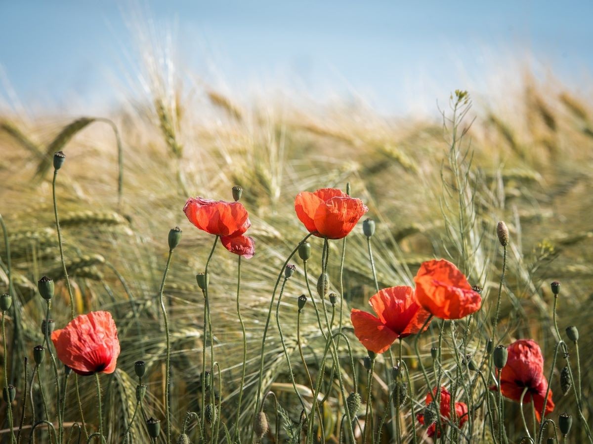 Les Poppies, nos coquelicots tombés du ciel